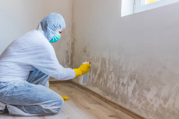 Licensed Black Mold Removal service in Valley Stream, NY - WQB Mold Removal